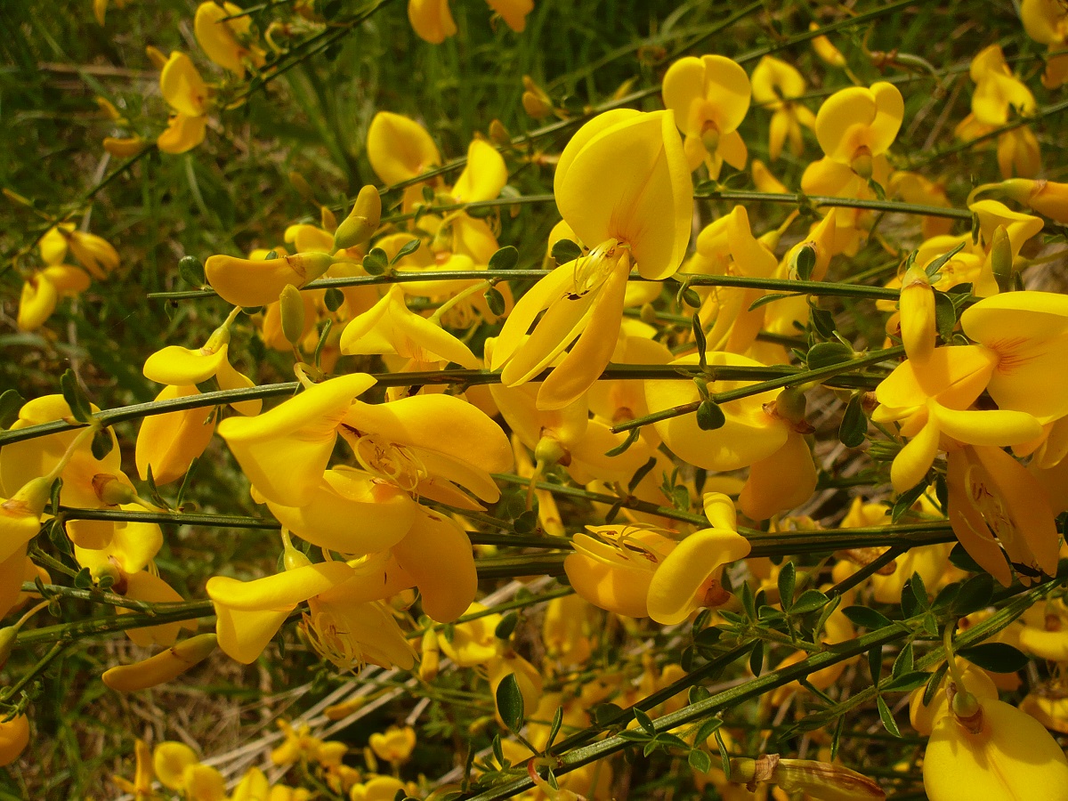 Cytisus scoparius subsp. scoparius (Fabaceae)